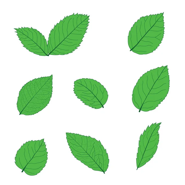 Grün Blätter Frisch Abstrakt Isoliert Auf Weißem Hintergrund Illustrationsvektor — Stockfoto