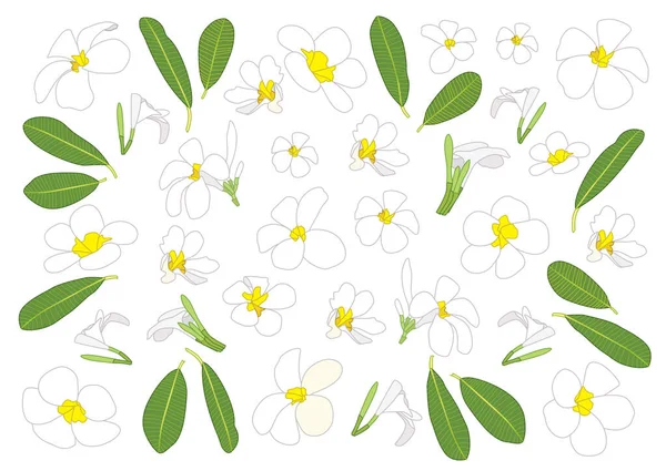 Frangipani Květiny Zavřít Krásné Plumeria Vzor Design Bílém Pozadí Ilustrační — Stock fotografie