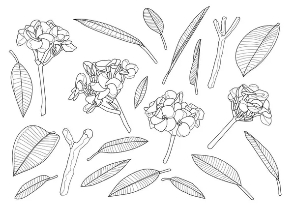 Linia Frangipani Kwiaty Zbliżyć Piękny Plumeria Białym Tle Ilustracja Wektor — Zdjęcie stockowe