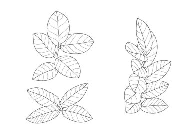 Çizgi tek yaprak ve yaprak deseni siyah beyaz arkaplan illüstrasyon vektörünü renklendirmek için getirir