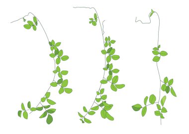 Yeşil yapraklar beyaz arkaplanda bir buket gibidir.