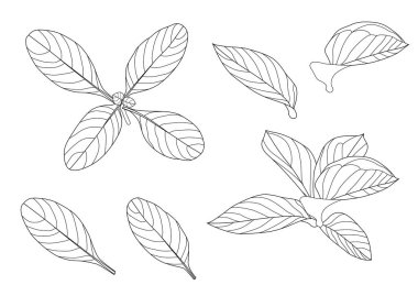 Çizgi tek yaprak ve yaprak deseni siyah beyaz arkaplan illüstrasyon vektörünü renklendirmek için getirir