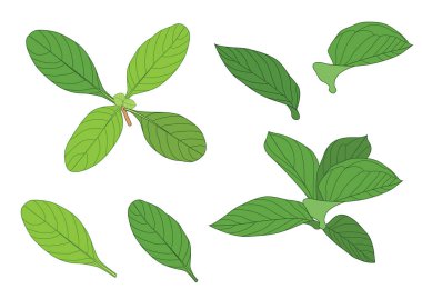 Yeşil, beyaz arkaplan illüstrasyon vektörü üzerinde izole edilmiş taze soyut bırakır