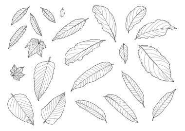 Çizgi tek yaprak ve yaprak deseni siyah beyaz arkaplan illüstrasyon vektörünü renklendirmek için getirir