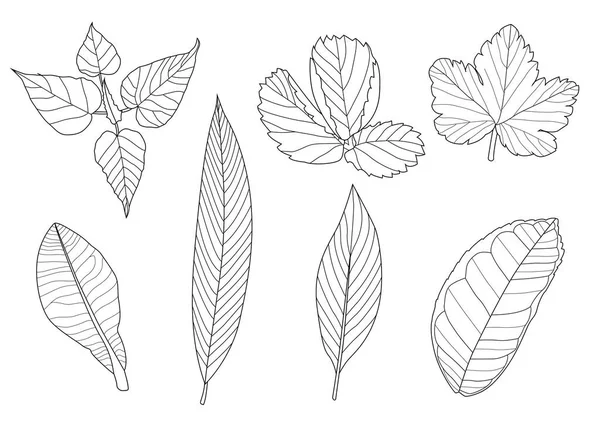 叶线单叶和叶型黑色带色彩装饰白色背景图矢量 — 图库照片