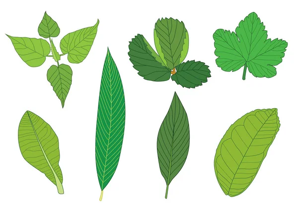 Zelená Listy Čerstvé Abstraktní Izolované Bílém Pozadí Ilustrační Vektor — Stock fotografie