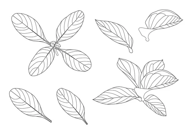 잎자루 하나와 잎자루 모양검은 일러스트 장식을 — 스톡 사진