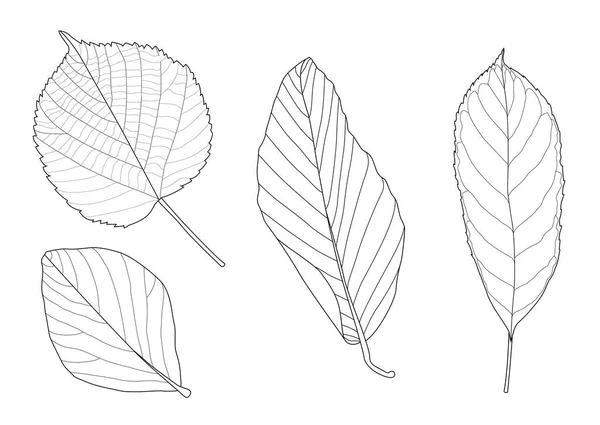 骨格の葉乾燥した葉は白い背景イラストベクトルに並んでデザイン — ストック写真