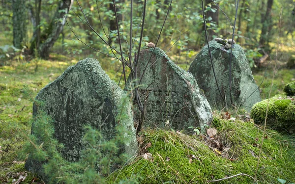 Old Jewish cemetery in the forest. The cemetery is located in Poland. There are inscriptions in Yiddish on the stones.