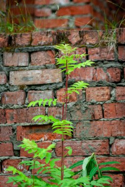 Tuğla duvardaki külden bir filiz