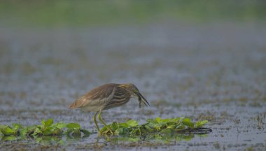 Vahşi bir kuş havuzu balıkçıl, doğal ortamında sabah vakti göl suyunda yiyecek topluyor. .