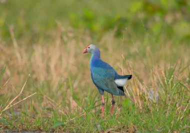 Vahşi bir kuş sabah kendi doğal ortamında yeşil sulak arazide hareket ediyor. .