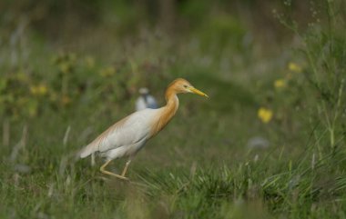 Vahşi bir kuş kendi yaşam alanı ve alışkanlıklarıyla çayırlarda dolaşıyor. .