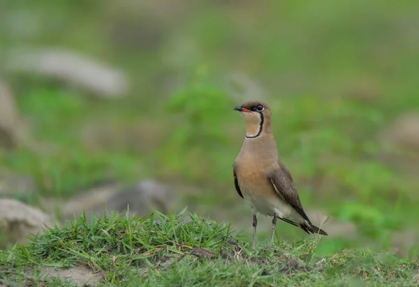 Pássaro Selvagem Que Move Campo Verde Seu Habitat Natural — Fotografia de Stock