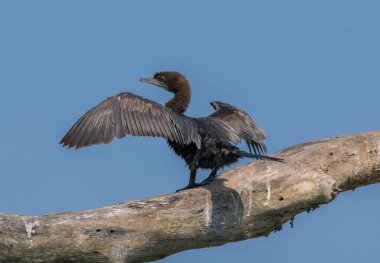 Küçük vahşi bir kuş çeltik ağacından yiyecek topluyor. .