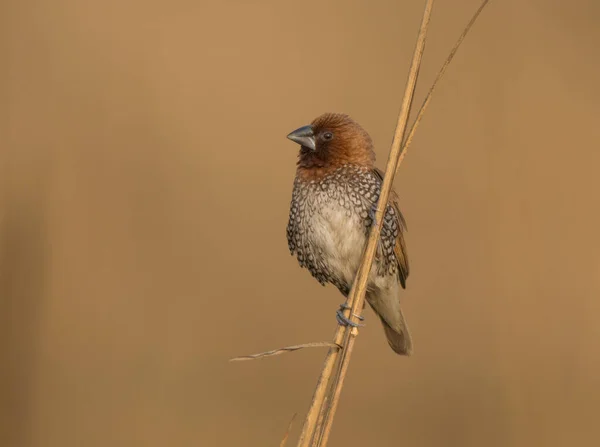 Divoký Pták Pískomil Pohybující Mokřinách Přírodním Prostředí — Stock fotografie