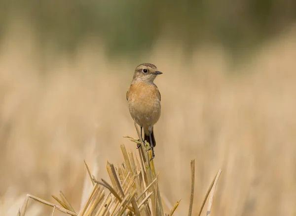 Divoký Pták Pískomil Pohybující Mokřinách Přírodním Prostředí — Stock fotografie
