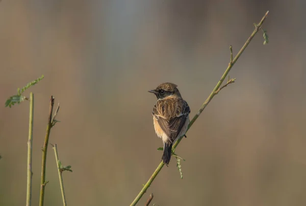 Vilda Fåglar Som Rör Sig Våtmarker Naturliga Livsmiljöer — Stockfoto