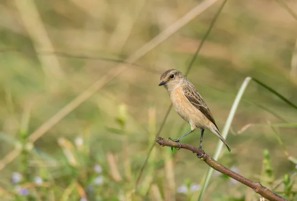 Flautista Arena Aves Silvestres Que Desplaza Los Humedales Hábitat Natural — Foto de Stock