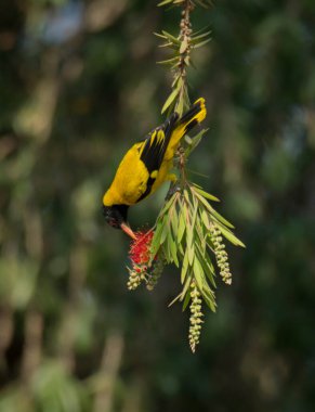 Ağaç dalından yiyecek toplayan vahşi bir kuş. .
