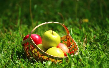 Yeşil arka planda elmalı sepet. Sonbaharda hasat..