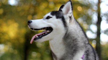 Sibirya Husky köpeği, şirin köpek. ağaç arkaplanı.