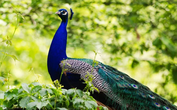 Påfågel Parken Mitt Gröna Träd Indianpeafowl Blå Peafowl Eller Pavo — Stockfoto