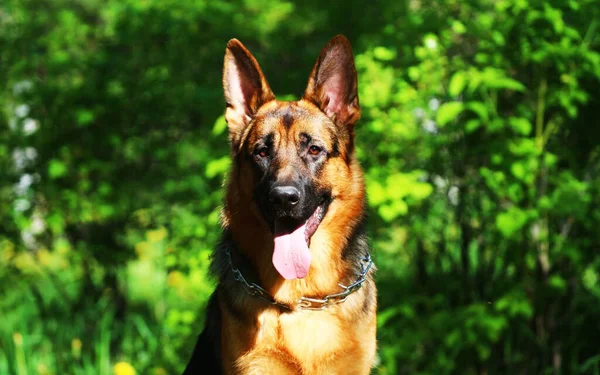 Yeşil Ağaç Dalının Yakınındaki Bir Parkta Alman Köpeği — Stok fotoğraf