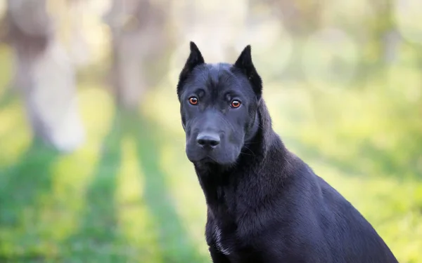 Negro perro pastor alemán fotos de stock, imágenes de Negro perro pastor  alemán sin royalties | Depositphotos