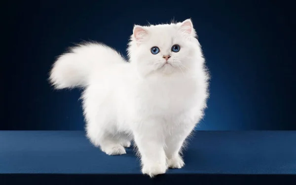 Gatinho Britânico Sobre Fundo Azul Gatinho Birman Sagrado Estúdio — Fotografia de Stock