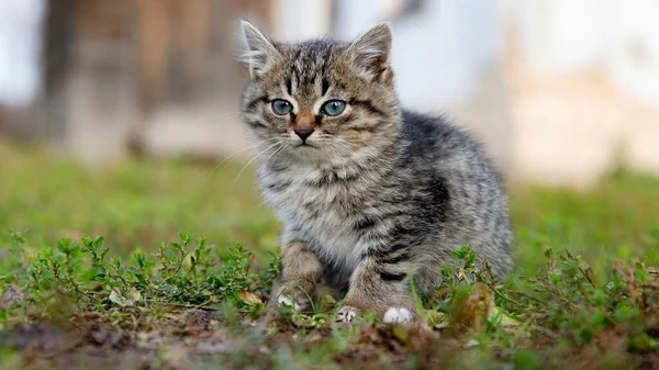 外面漂亮的小猫咪 绿色的草地上灰色的小猫咪 — 图库照片