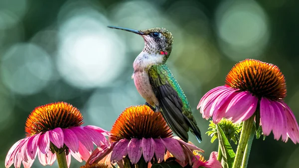 White Bellied Sun Bird Sitting Green Leaves Aloe Sun — Stock Photo, Image