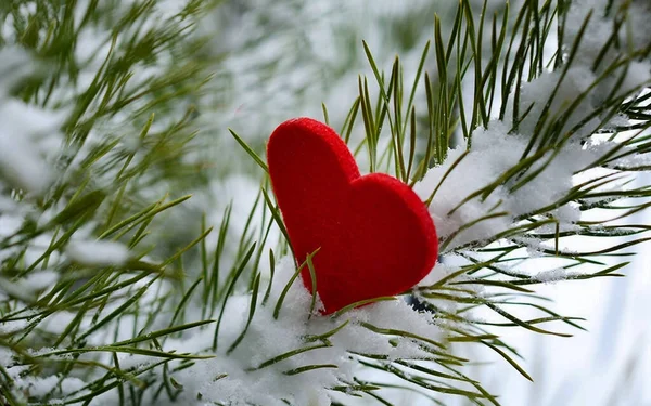 Czerwone Serce Igłami Sosnowymi Pokrytymi Śniegiem — Zdjęcie stockowe