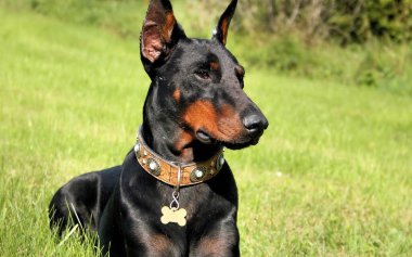 Doberman Pinscher 'ın köpeği çimenli bir arazide, yakın görüş. Hayvan.