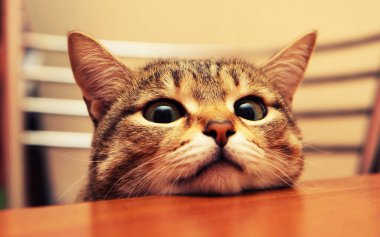 Turuncu ahşap arka planı olan kedi portresi. Hayvan.