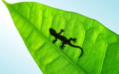 Yeşil yaprağın üzerindeki Gecko gölgesi. Soyut