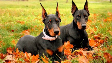 Doberman Pinscher 'in köpeği oturuyor. yakın plan görünümü.