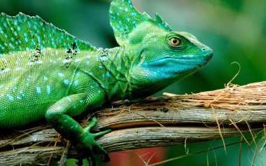 Pluded basilisk- Basilisk Basiliscus basiliscus hayvan.