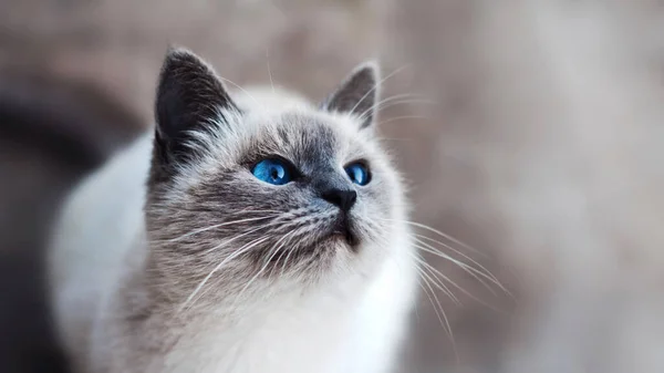 Close British Shorthair Cat Animal — Stock Photo, Image