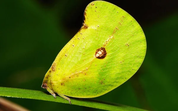 叶子上的绿色蚱蜢 昆虫科 — 图库照片