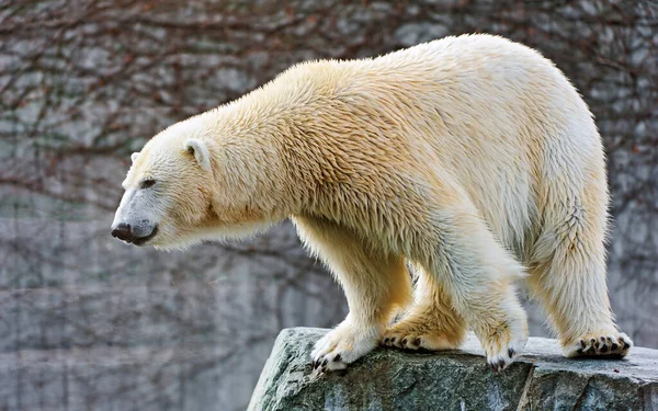 Άποψη Μιας Λευκής Πολικής Αρκούδας Στο Ζωολογικό Κήπο Ζώο — Φωτογραφία Αρχείου