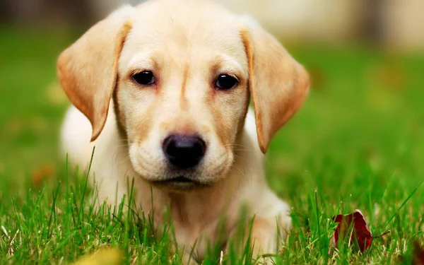 Şehir parkında gülümseyen labrador köpeği. Hayvan.