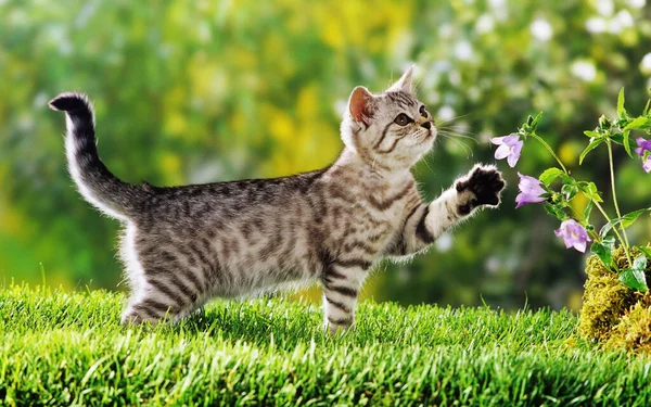 猫在草地上远眺 — 图库照片