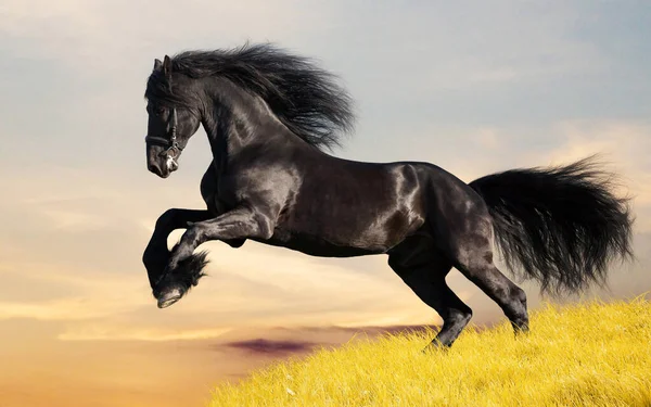 Hřebec Temného Zálivu Běží Jarní Louce Kůň — Stock fotografie