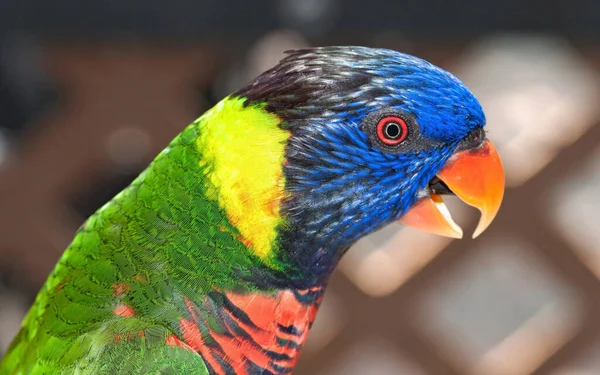 Rainbow Lorikeet Papegojart Från Trichoglossus Moluccanus Fågel — Stockfoto