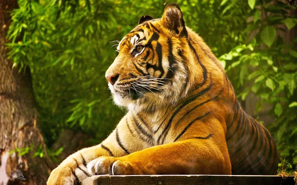 Indian Roal Bengal Majestätischer Tiger Sitzt Unter Einem Baum Nahaufnahme — Stockfoto