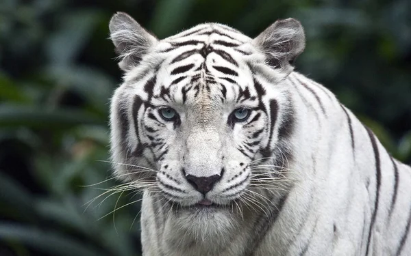 Hindistan 'da Bengal Beyaz Kaplanı, Yakın plan (Panthera tigris tigris)