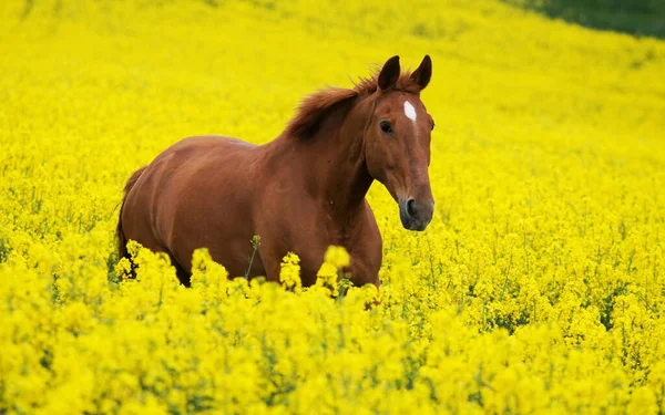 コルザフィールドで馬を実行しています — ストック写真