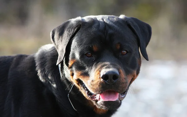 Chien Dog Portresi Yakın Çekim Görüntüsü Hayvan — Stok fotoğraf