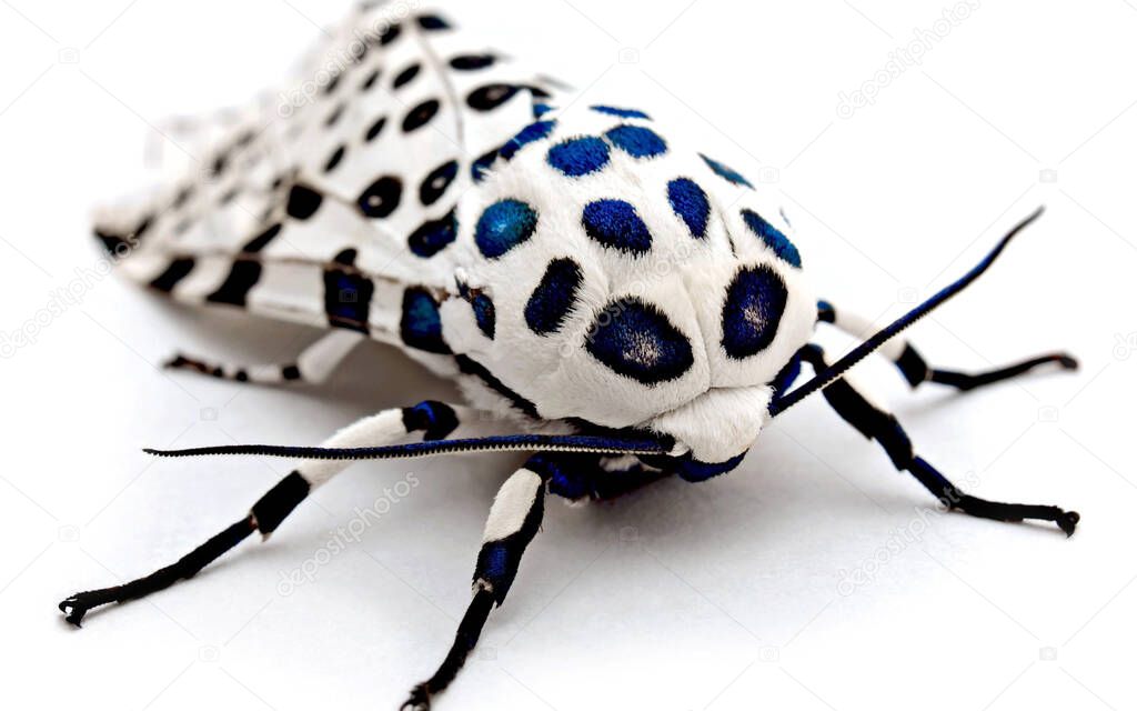 A weevil on the white paper. Insect.